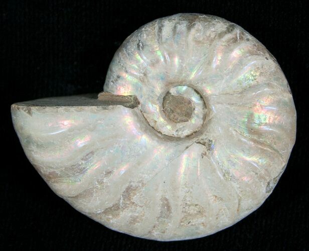 Silver Iridescent Ammonite - Madagascar #5348